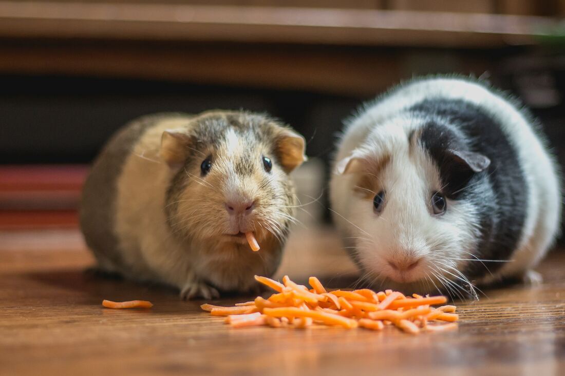 Two Guinea Pigs