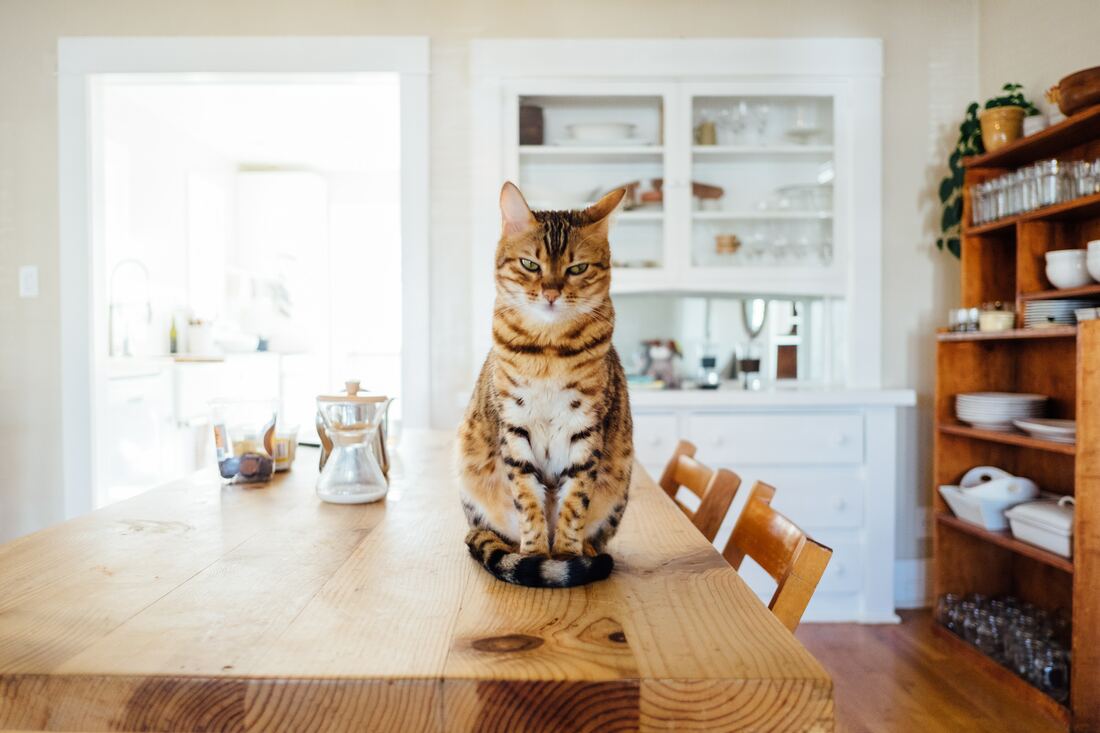 A cat on a table